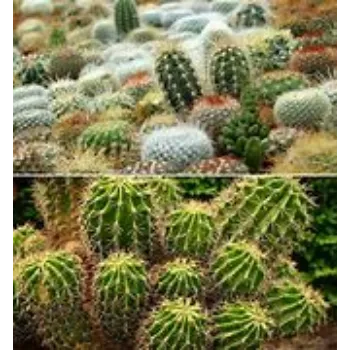  Cactus Plants