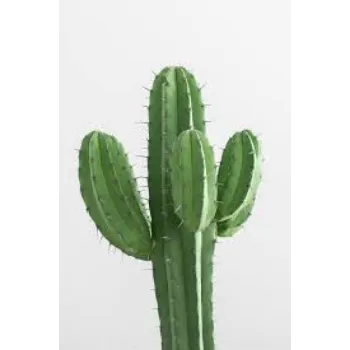 Cactus Plants