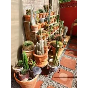 A.p. Flower Mart  Cactus Plants