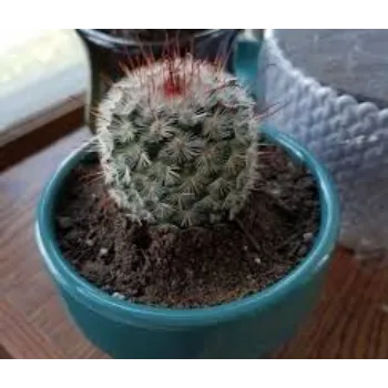 Cactus Plants