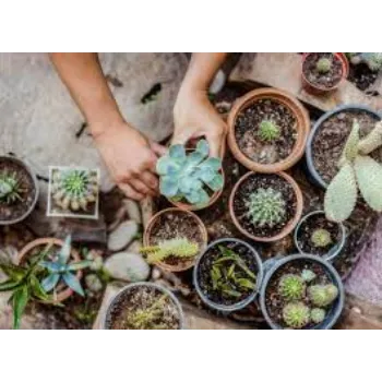 Organic Cactus  Plants