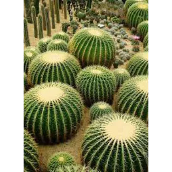 Organic Cactus Plants