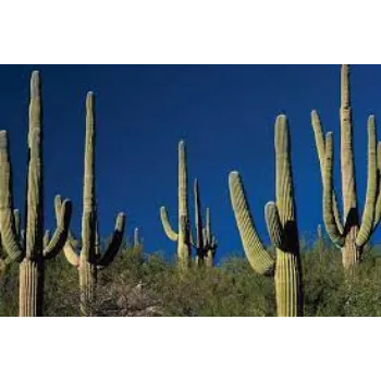 Natural Cactus Plants
