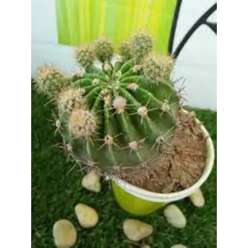 Common Cactus Plants