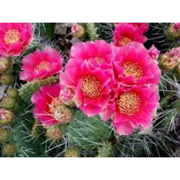 Natural Cactus Plants