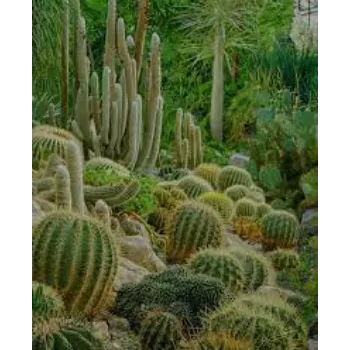 Organic Cactus Plants