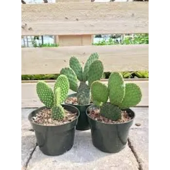 Common Cactus Plants