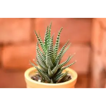 Natural Cactus Plants