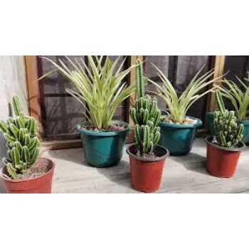 Fresh Cactus Plants
