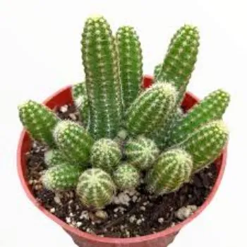 Natural Cactus Plants