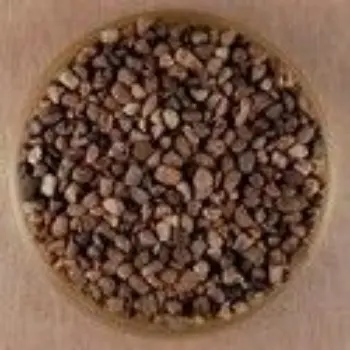 Common Cardamom Seeds