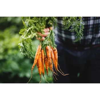 Common Frozen Carrot