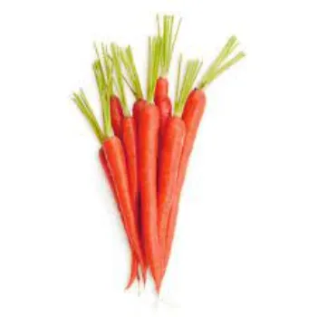 Common Red Carrot