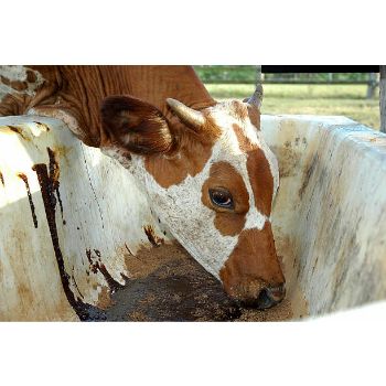 Cattle Feed Concentrate Supplement