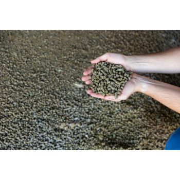 Cattle Feed Supplement