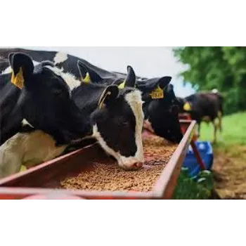 Organic Cattle Feed Supplement