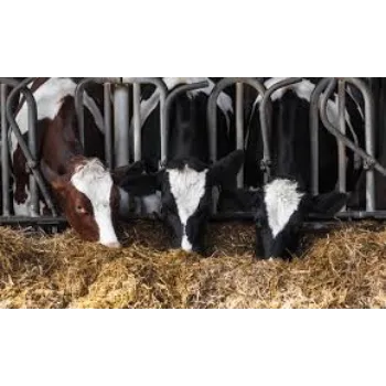 Cattle Feed Supplement