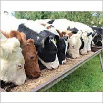 Cattle Feed Supplement