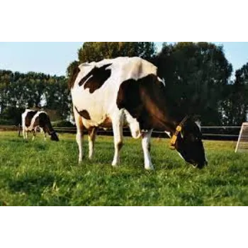 Organic Cattle Feed Supplement