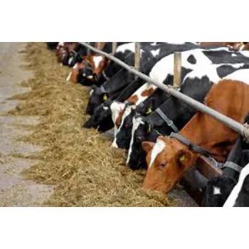Organic Cattle Feed Supplement