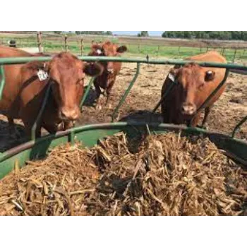 Organic Cattle Feed