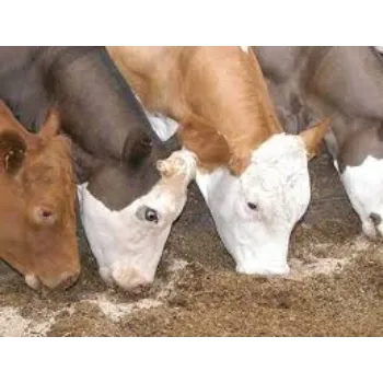 Cattle Feed Supplement