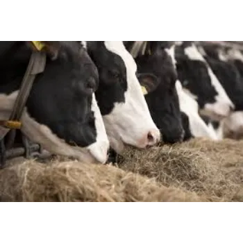 Organic Cattle Feed Barley