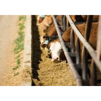 Cattle Feed