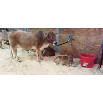 Cattle Feed Supplement