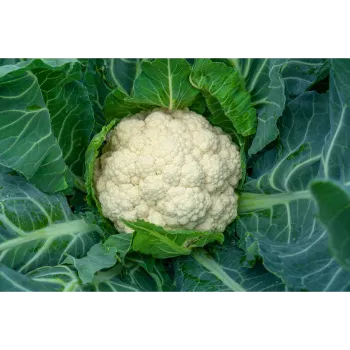 Organic Cauliflower