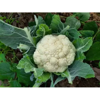 Common Cauliflower