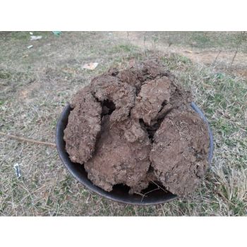 Cow Dung Manure