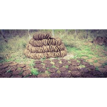 Cow Dung Cake