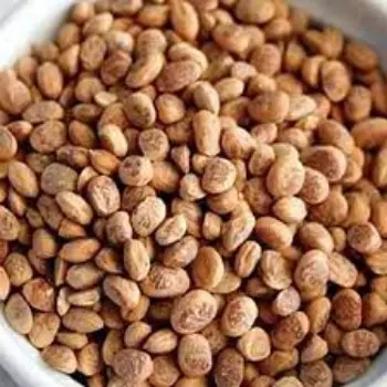 Common Dried Chironji Wholesaler