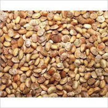 Organic Chironji Manufacturer and Exporter
