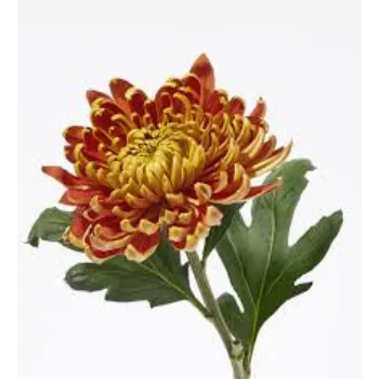 Chrysanthemum Red Plant Manufacturer