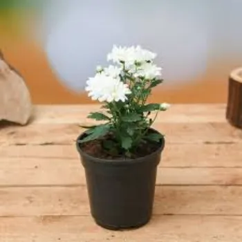 Common Chrysanthemum Plant