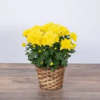 Organic Chrysanthemum Plant Manufacturer