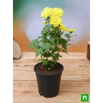 Organic Chrysanthemum Plant Manufacturer