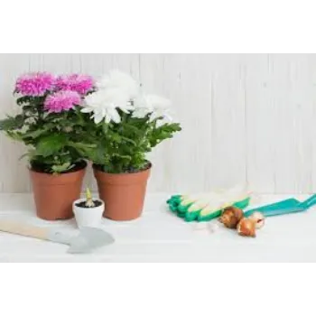 Organic Chrysanthemum Plant Manufacturer