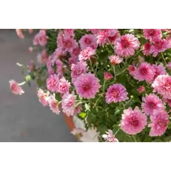 Organic Chrysanthemum Plant Manufacturer