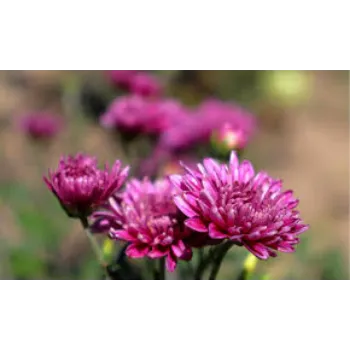 Organic Chrysanthemum Plant Exporter