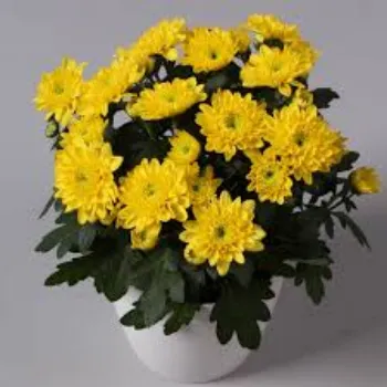 Natural Chrysanthemum Plant