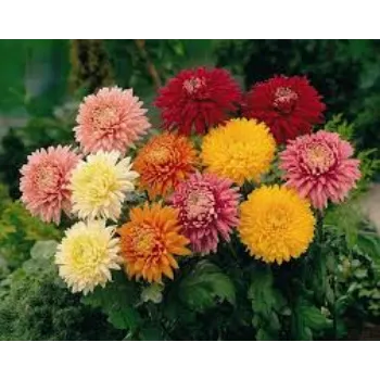 Natural Chrysanthemum Plant Manufacturer