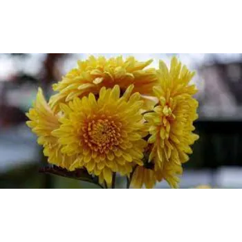 Organic Chrysanthemum Plant