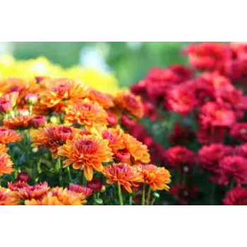  Organic Chrysanthemum Plant