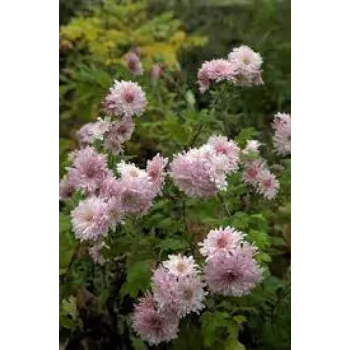 RAJESWARI NURSERY Chrysanthemum Plant