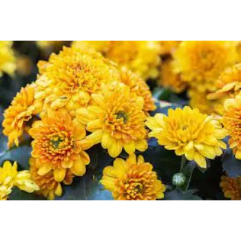 Roshni Agri forestry Chrysanthemum Plant