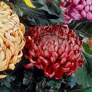 Natural Chrysanthemum Plant