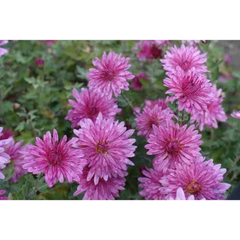 Fresh  Chrysanthemum Plant